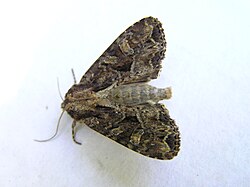 อะพาเมนี