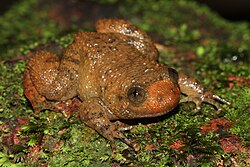 Nyctibaratrachus petraeus