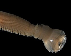 วงศ์ Glyceridae
