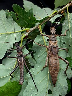 Haaniella dehaanii
