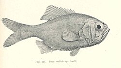 Paratrachichthys trailli
