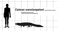 Caiman wannlangstoni
