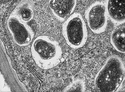 Bradyrhizobium japonicum