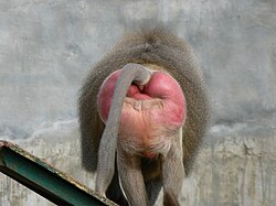 หนังด้าน