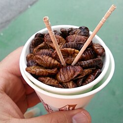 บอนเดกี
