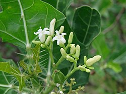 Cnidoscolus quercifolius