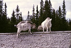 แพะที่ Gräftåvallen ทางตอนใต้ของJämtland