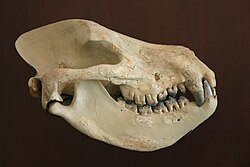 เมโซนิเคีย
