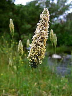 วงศ์ Poaceae