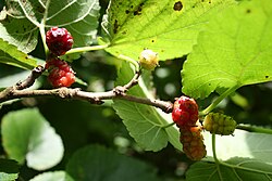 Morus (plant)