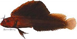 วงศ์ Chaenopsidae