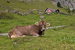 Original Braunvieh