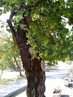 Acer campestre