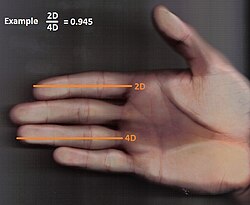 อัตราส่วนของนิ้วมือ