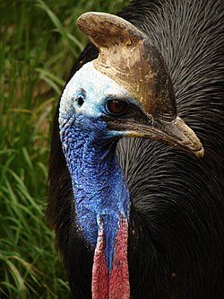 Casuariiformes