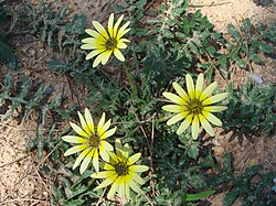 Arctotheca calendula