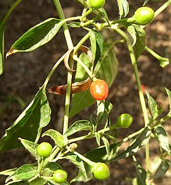 Capsicum annuum var.กลาบริอุสคิวลัม