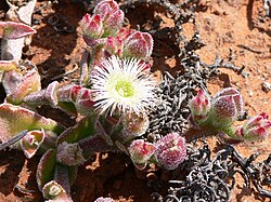 Aizoaceae