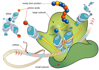 ไรโบโซมทำหน้าที่แปลรหัสอาร์เอ็นเอส่งสาร (mRNA) ให้เป็นสายโซ่ของกรดอะมิโน (โปรตีน)