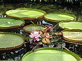 ในสวนพฤกษศาสตร์และเรือนกระจกฟิปส์ เมืองพิตต์สเบิร์ก