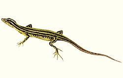 Eugongylinae