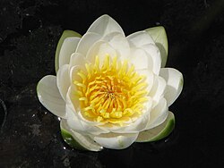 สกุล Nymphaea​