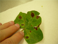 แซนโธโมแนส ฮอร์โทรัม pv. จุดใบ hederae บนไม้เลื้อยอังกฤษ English ivy (Hedera helix L.)
