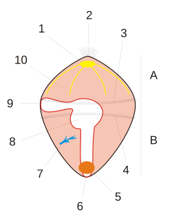 โทรโคฟอร์