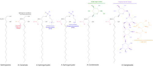 Cerebroside