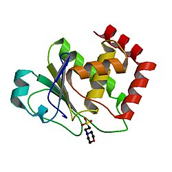 DUSP22