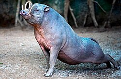Buru babirusa