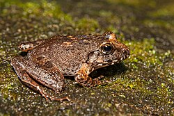 Indirana brachytarsus