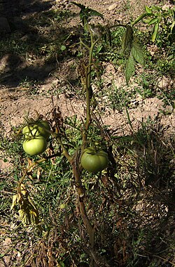 Fusarium oxysporum f.sp. ไลโคเปอร์ซิซิ