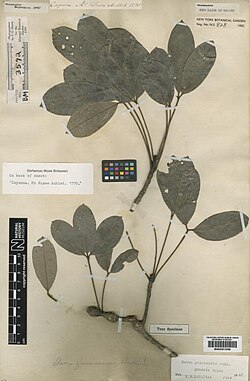 Hevea guianensis
