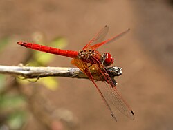 Epiprocta