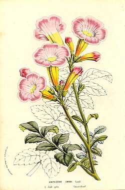Incarvillea