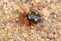 ยูโรคเทีย