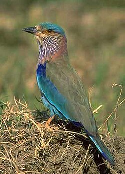 ภาพนกปีกสีเขียวมะกอก หัว/อกสีฟ้าอ่อน