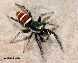 Salticus palpalis ตัวผู้