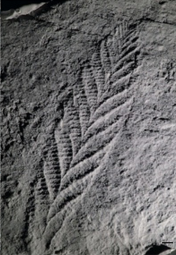ชาร์เนีย