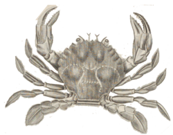Polybius henslowii