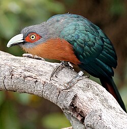 Otidimorphae
