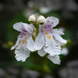 โปรสแตนเทอร่า ลาเซียนโทส