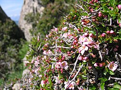 สกุล Prunus sect. Microcerasus
