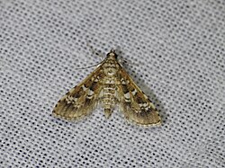 Samea multiplicalis