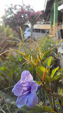 รูเอลเลีย ทูเบอโรซา