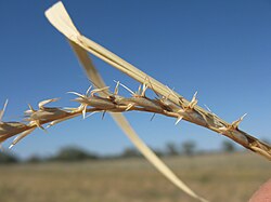 Astrebla lappacea