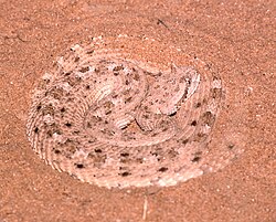 Crotalus cerastes cercobombus