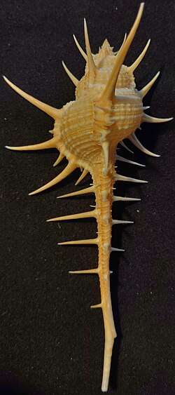 Murex tenuirostrum