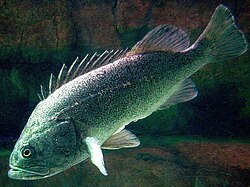 Sebastes schlegelii
